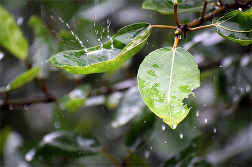 夏至梅雨季節